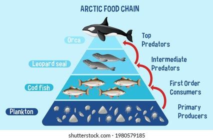 Diagram Showing Arctic Food Chain Education Stock Vector (Royalty Free) 1980579185 | Shutterstock