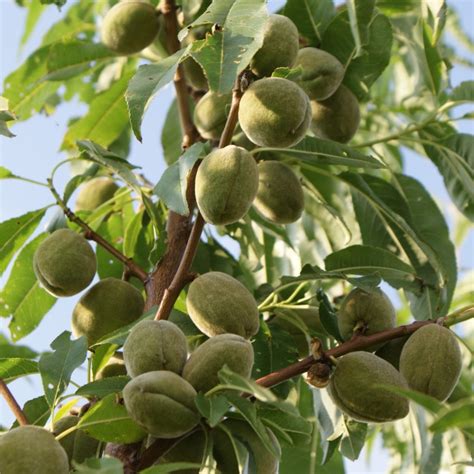 Exotic Fruit Trees: Almond Tree - Semi Dwarf