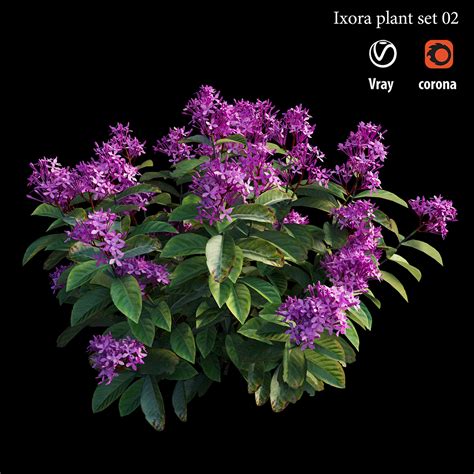 Ixora plant set 02 on Behance