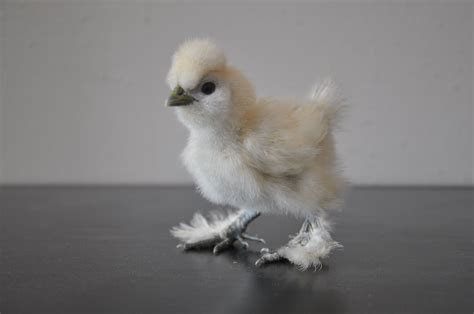 Silkie Chicken