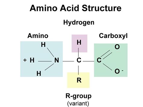 Proteins Polymer Called