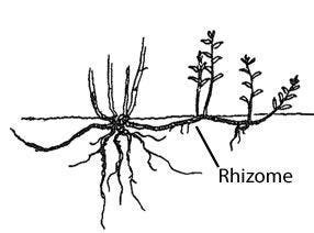 Rhizomes’ and how they are different to trees! — A community psychology approach’ | by Dr Helen ...