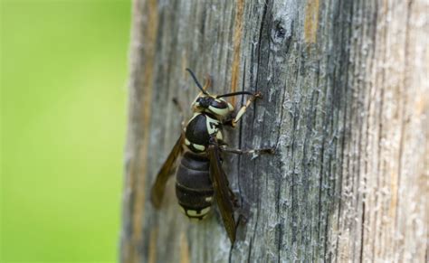 Understanding the Bald-faced Hornet Queen - Pest Control