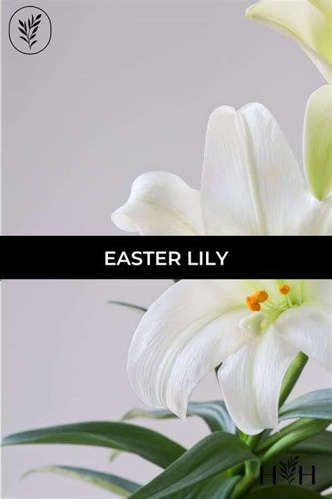 Easter lily 🌸 🌿 Celebrate renewal with a springtime favorite