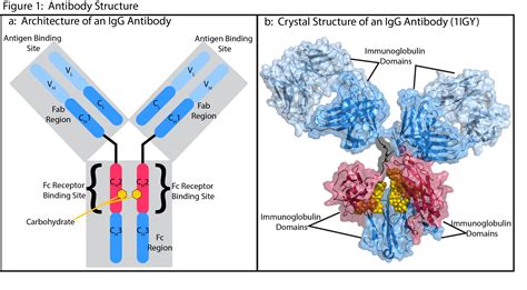 IgG Antibodies and Fcγ Receptors in Immunotherapy