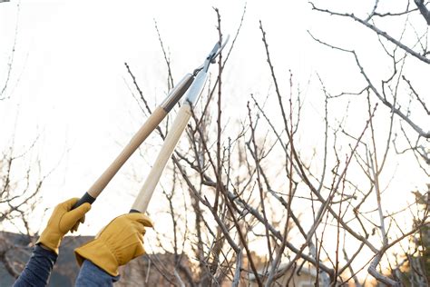 How to Prune Plum Trees