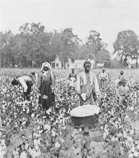 Cotton Plantations Slavery