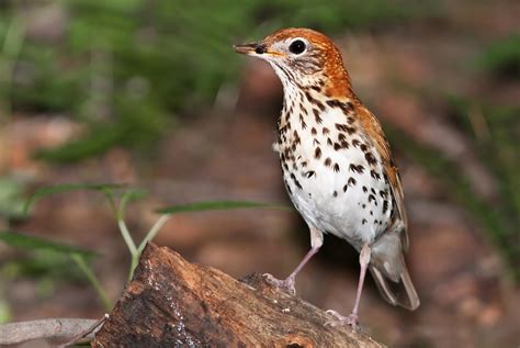 Wood Thrush | Audubon North Carolina