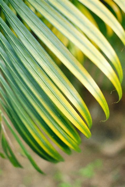 Green Leaf in Close Up Photography · Free Stock Photo