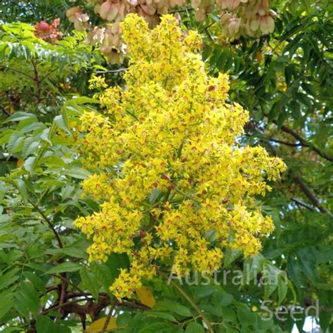 Koelreuteria Paniculata Bonsai