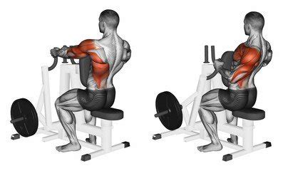 Seated Cable Row Machine — BETTER BODY ACADEMY