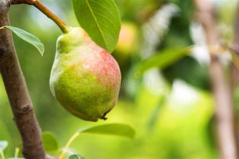 European Pear or Common Pear on Tree Branch Stock Image - Image of closeup, branch: 121578517