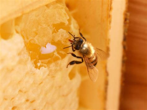 Busy as a bee: A look inside a honey bee hive | Mississippi State University Extension Service