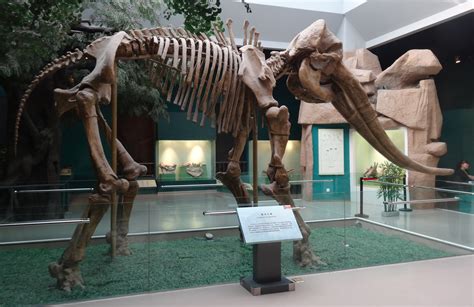 File:Stegodon hunghoensis.JPG - Wikimedia Commons