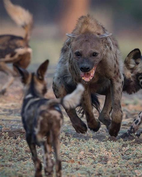 Hyena squaring up to a pack of wild dogs. : r/natureismetal