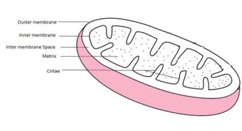 Mitochondria : Definition, Structure and Functions - Biology Edu Care