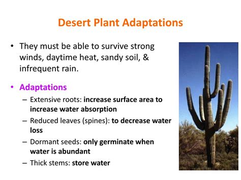 Ecological Adaptations Of Desert Plants Ppt