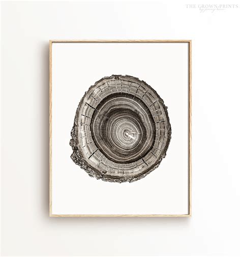 Tree trunk cross-section No. 2 Printable Art - The Crown Prints