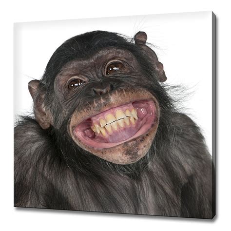 Cute Smiling Monkey Humourous Animal Modern Design Home Decor - Etsy