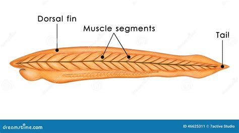 Branchiostoma stock illustration. Illustration of lancet - 46625311