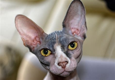 Hairless cats – popular breeds and tips for care