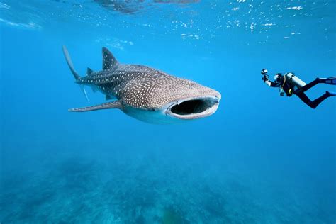 Love Coral Reefs? Try These 8 Great Coral Reef Dive Destinations — The Reef-World Foundation