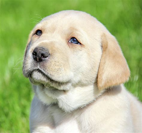 Yellow Labrador Retriever Puppy Gaze Photograph by Jennie Marie Schell ...