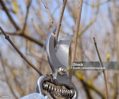 Trimming Tree With A Cutter Spring Pruning Of Fruit Trees Stock Photo - Download Image Now - iStock