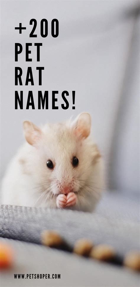 Rat Names +200 Awesome Ideas [Cute & Male & Female] - PetShoper