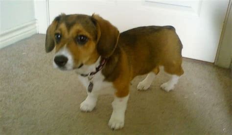 Corgi Beagle Mix - Interesting Facts You Need to Know Now - PetDT