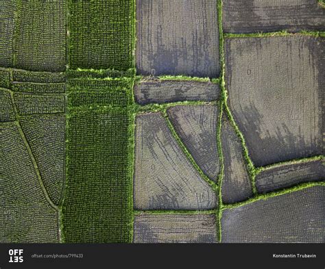 Aerial view of rice fields stock photo - OFFSET