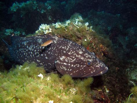 Epinephelus marginatus - Alchetron, The Free Social Encyclopedia