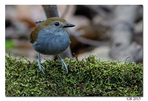 XINGU SCALE-BACKED ANTBIRD