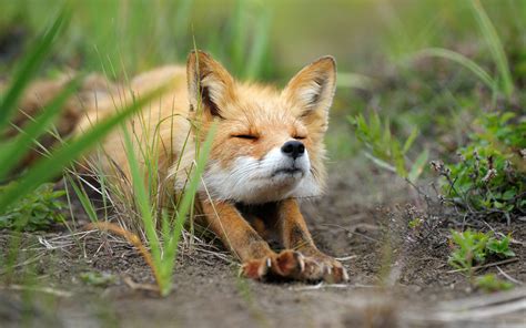 Baby Fox wallpaper | 2560x1600 | #74447