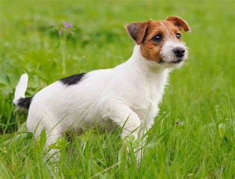 Jack Russell Fox Terrier Mix Anything Terrier