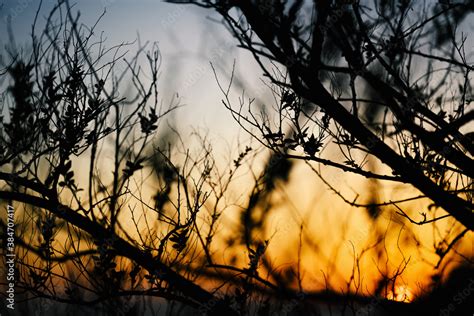 Tree branch silhouette at the sunset sky. Natural abstract background. Stock Photo | Adobe Stock