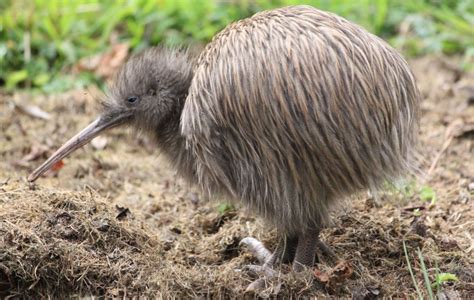 Photo of the week: Tokoeka kiwi | Conservation blog