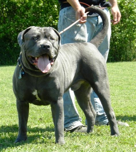 American Bandogge Mastiff ( Bulldog Mastiff Cross) Info, Temperament, Puppies, Pictures