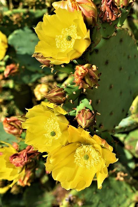 Yellow Prickly Pear Cactus Flower Photograph by Daniel Haynie | Fine ...