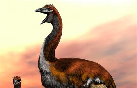 The world’s largest bird ever lived in Madagascar 1,000 years ago - Earth.com