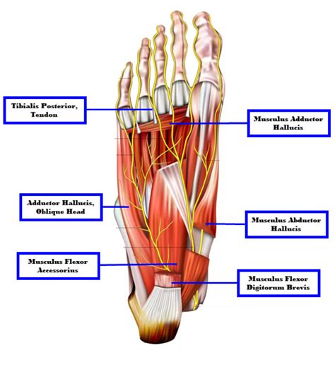 Foot Muscles Diagram