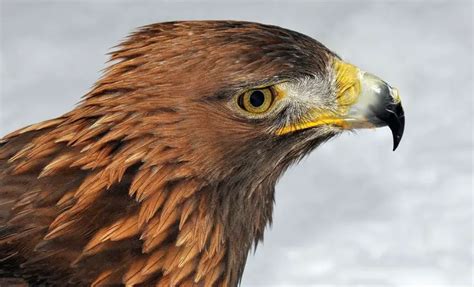 Golden Eagle - The Animal Facts - Appearance, Diet, Habitat, Lifespan