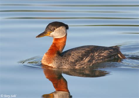 Red-necked Grebe Photos - Photographs - Pictures