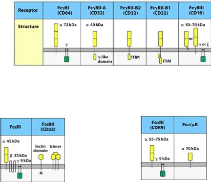 CH 10: Fc Receptors Flashcards | Quizlet