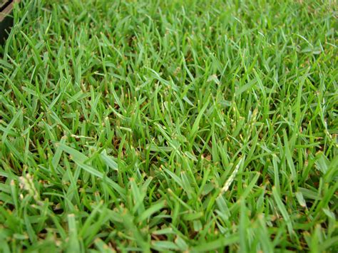 The 4 Best Grass Types for Sandy Soils (Virginia Beach, VA) - Lawnstarter