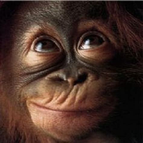 🔥 [140+] Funny Monkey Wallpapers | WallpaperSafari