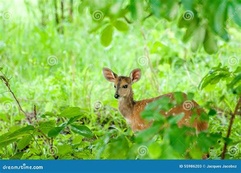 Bushbuck Hiding From Predators On Savanna Stock Photo | CartoonDealer ...