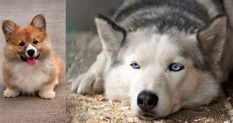 Corgi Husky Mix - A Complete Guide To The Corgi x Siberian Husky