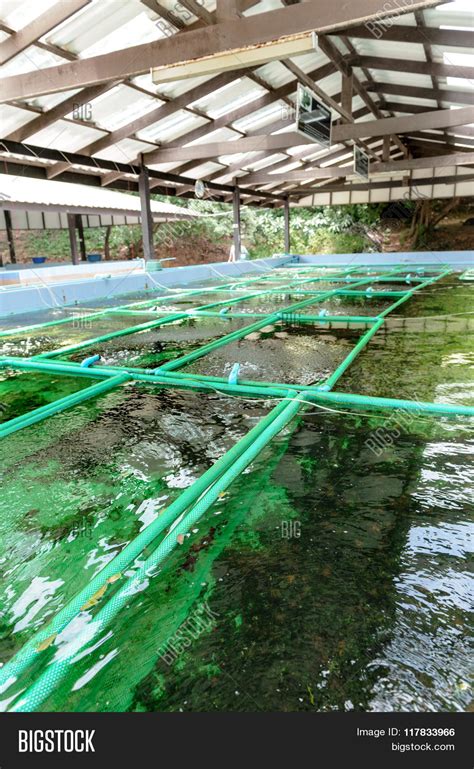 Seaweed Farm Image & Photo (Free Trial) | Bigstock