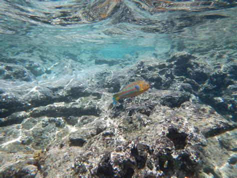 Snorkeling at Sharks Cove | Hawaii Aloha Travel